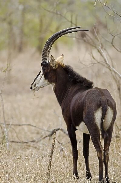 Malawi, Majete Wildlife Reserve. Male sable antelope in the brachystegia woodland