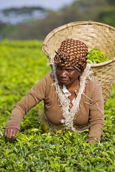 Malawi, Thyolo, Satemwa Tea Estate. A female tea picker out plucking tea