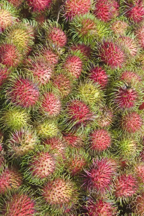 Framed Print : Malaysia, Lycee fruits - detail of Rambutan fruit Framed Print : Malaysia, Lycee fruits - detail of Rambutan fruit