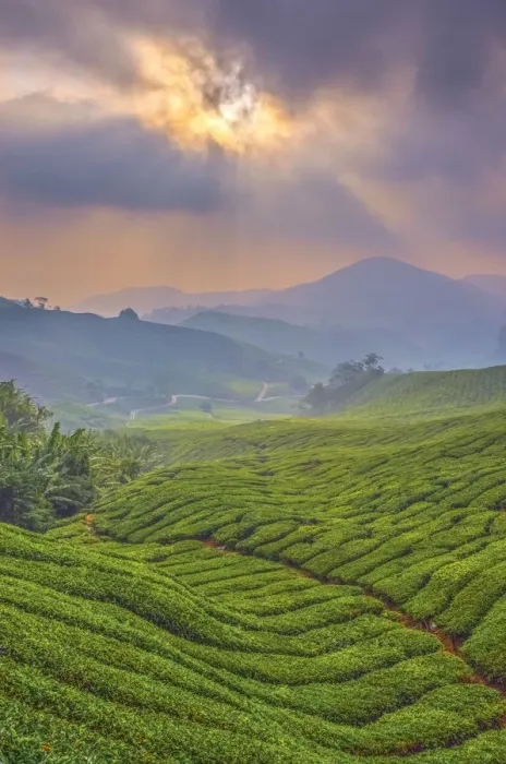 Framed Print : Malaysia, Pahang, Cameron Highlands, Brinchang, Tea Plantation Framed Print : Malaysia, Pahang, Cameron Highlands, Brinchang, Tea Plantation
