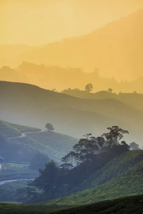 Framed Print : Malaysia, Pahang, Cameron Highlands, Brinchang, Tea Plantation Framed Print : Malaysia, Pahang, Cameron Highlands, Brinchang, Tea Plantation