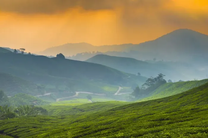 Framed Print : Malaysia, Pahang, Cameron Highlands, Brinchang, Tea Plantation Framed Print : Malaysia, Pahang, Cameron Highlands, Brinchang, Tea Plantation