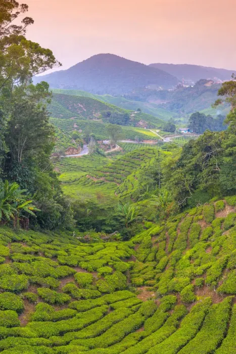 Framed Print : Malaysia, Pahang, Cameron Highlands, Brinchang, Tea Plantation