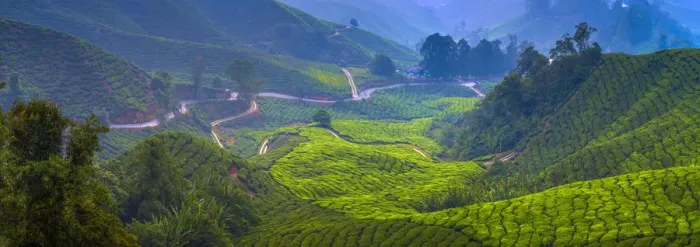 Framed Print : Malaysia, Pahang, Cameron Highlands, Brinchang, Tea Plantation