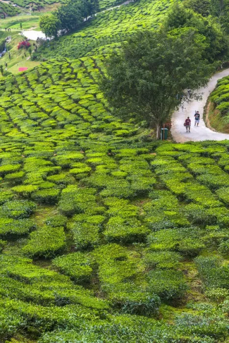 Framed Print : Malaysia, Pahang, Cameron Highlands, Tanah Rata, Cameron Valley Tea Estate Framed Print : Malaysia, Pahang, Cameron Highlands, Tanah Rata, Cameron Valley Tea Estate
