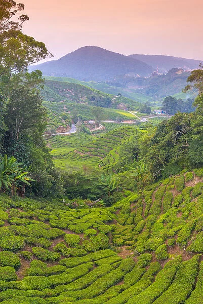 Malaysia, Pahang, Cameron Highlands, Brinchang, Tea Plantation