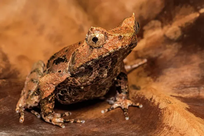 Framed Print : Malaysian Horned Frog (Megaphrys aceras) - captive bred Framed Print : Malaysian Horned Frog (Megaphrys aceras) - captive bred