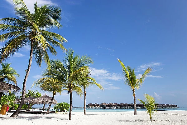 Maldives, Ari Atoll, Moofushi, Constance Moofushi Maldives, Beach and Palm trees on the beach