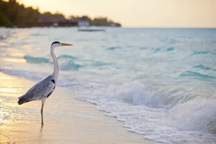 Framed Print : Maldives, Rasdhoo Atoll, Kuramathi Island. A Grey heron stands by the sea shore Framed Print : Maldives, Rasdhoo Atoll, Kuramathi Island. A Grey heron stands by the sea shore