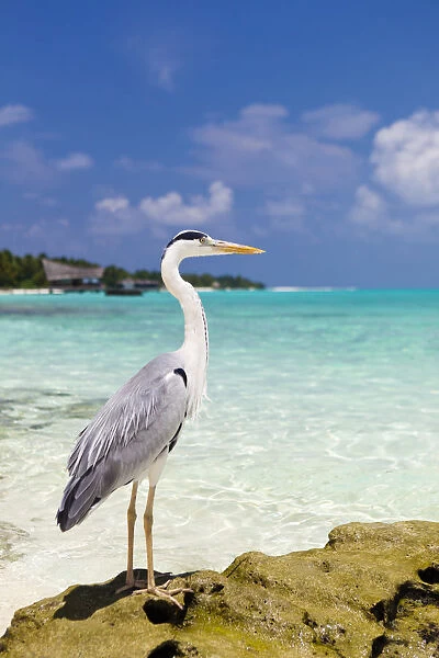 Maldives, Rasdhoo Atoll, Kuramathi Island. A Grey heron stands on a rock by the sea