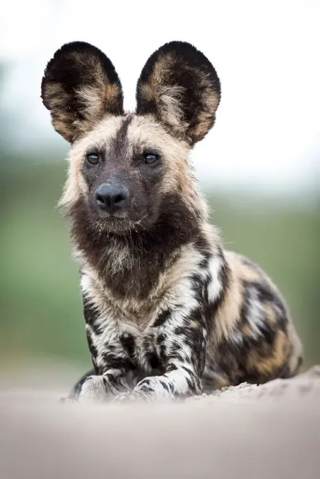 Framed Print : Male African Wild Dog, Central Kalahari Game Reserve, Kalahari Desert, Botswana Framed Print : Male African Wild Dog, Central Kalahari Game Reserve, Kalahari Desert, Botswana