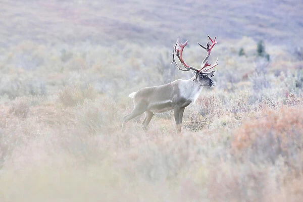 Male caribou in Denali National Park, in early autumn