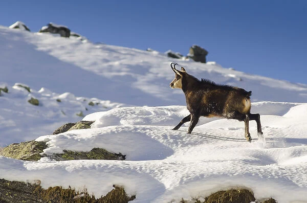 A male of chamois runs over the first winters snow. (Valsavarenche, Aosta Valley)