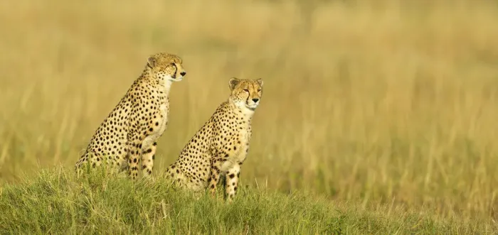 Framed Print : Two male Cheetah (Acinonyx jubatus), Savuti, Botswana, Africa Framed Print : Two male Cheetah (Acinonyx jubatus), Savuti, Botswana, Africa