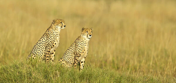 Two male Cheetah (Acinonyx jubatus), Savuti, Botswana, Africa