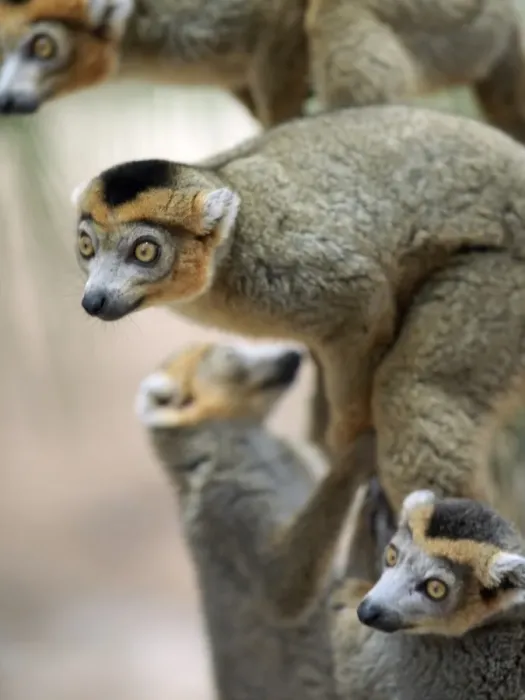 Framed Print : Male crowned lemurs Framed Print : Male crowned lemurs