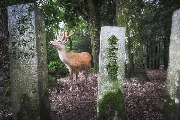 Male deer in Nara, Honshu, Japan