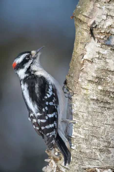 Framed Print : Male Downy Woodpecker (Picoides pubescens), Thornton, Ontario, Canada Framed Print : Male Downy Woodpecker (Picoides pubescens), Thornton, Ontario, Canada