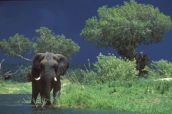 Male Elephant under stormy skies on bank of Zambezi River