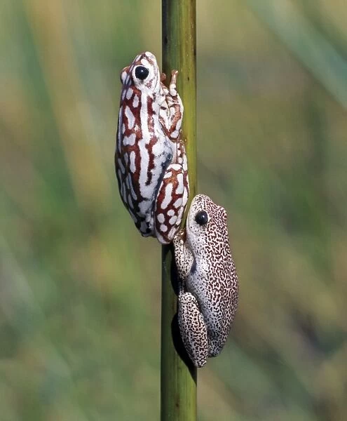 A male and female painted reed frog cling to a reed