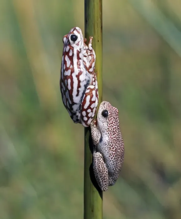 Framed Print : A male and female painted reed frog cling to a reed Framed Print : A male and female painted reed frog cling to a reed