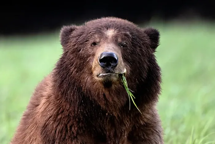 Framed Print : A male grizzly bear sits in the sedge grass eating in the Khtuzeymateen Grizzly Bear Sanctuary Framed Print : A male grizzly bear sits in the sedge grass eating in the Khtuzeymateen Grizzly Bear Sanctuary