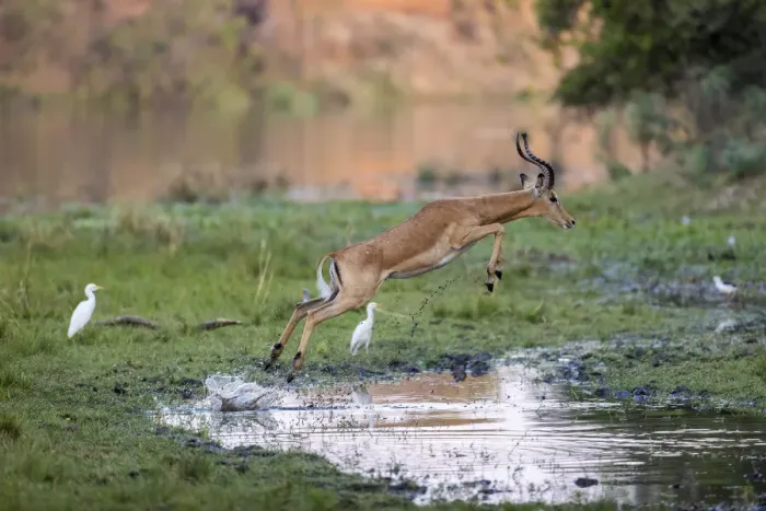 Framed Print : Male impala leaping over pool of water, Lower Zambezi National Park, Zambia Framed Print : Male impala leaping over pool of water, Lower Zambezi National Park, Zambia