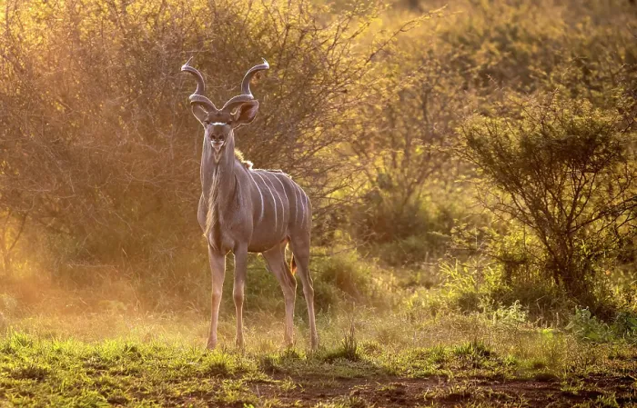 Framed Print : Male kudu at sunset, Zimanga Private Game Reserve, Natal, South Africa Framed Print : Male kudu at sunset, Zimanga Private Game Reserve, Natal, South Africa