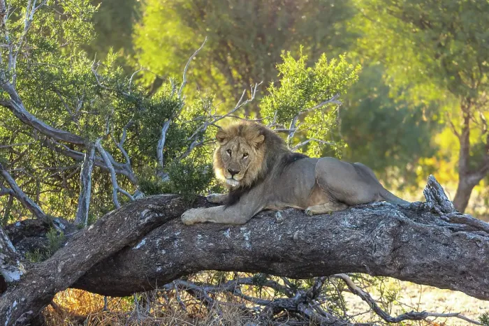 Framed Print : Male lion on a fallen tree, Okavango Delta, Botswana Framed Print : Male lion on a fallen tree, Okavango Delta, Botswana