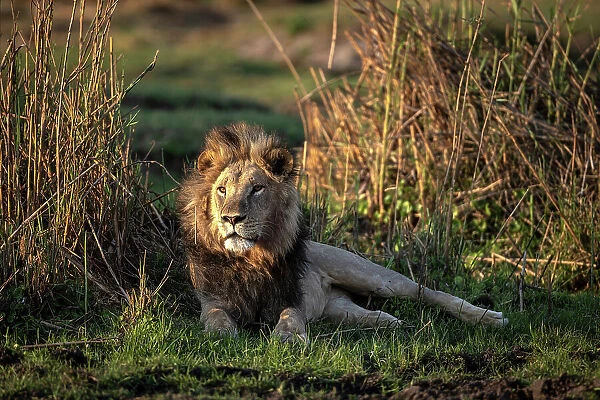 Male Lion in the floodplains, Okavango Delta, Botswana