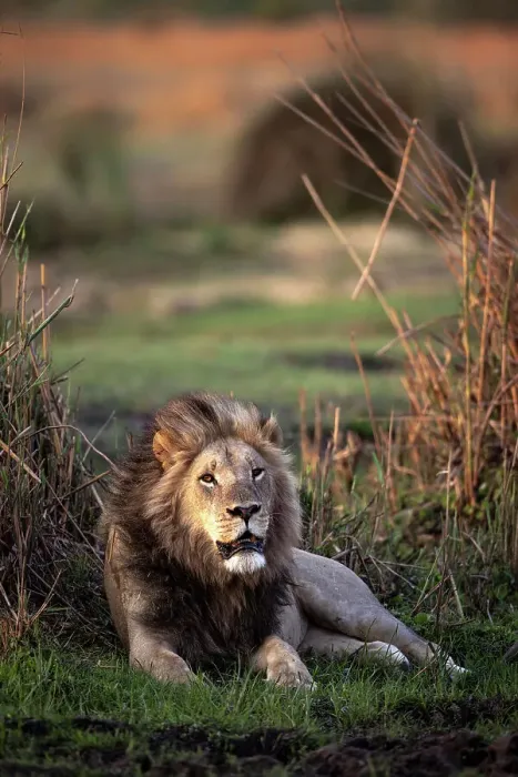 Framed Print : Male Lion in the floodplains, Okavango Delta, Botswana Framed Print : Male Lion in the floodplains, Okavango Delta, Botswana