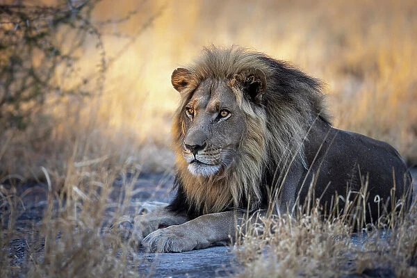 Male Lion, Kalahari Desert, Botswana