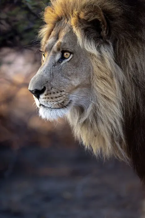 Framed Print : Male Lion, Kalahari Desert, Botswana Framed Print : Male Lion, Kalahari Desert, Botswana