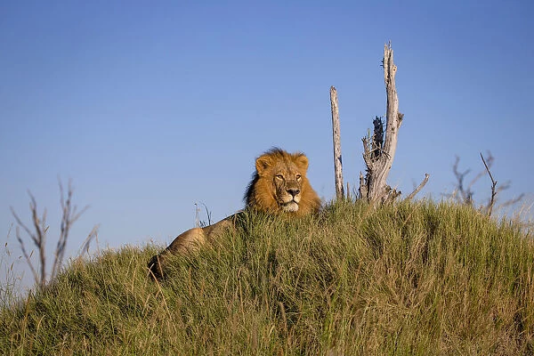 Male Lion, Khwai River, Okavango Delta, Botswana