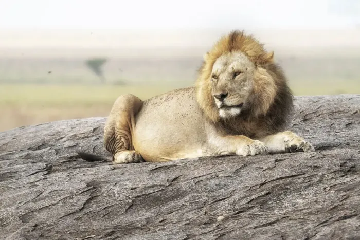 Framed Print : Male lion on a kopje in the Serengeti, Tanzania Framed Print : Male lion on a kopje in the Serengeti, Tanzania
