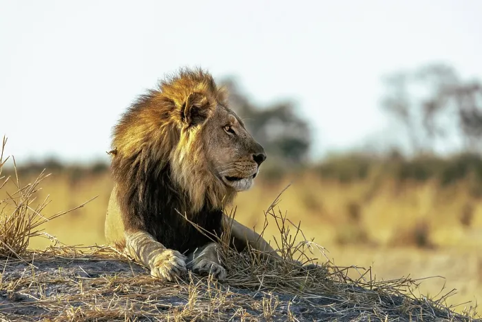 Framed Print : Male Lion lying on a mound in early light, Moremi Game Reserve, Okavango Delta, Botswana Framed Print : Male Lion lying on a mound in early light, Moremi Game Reserve, Okavango Delta, Botswana