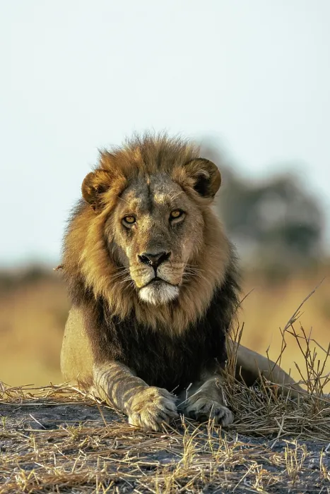 Framed Print : Male Lion lying on a mound in early light, Moremi Game Reserve, Okavango Delta, Botswana Framed Print : Male Lion lying on a mound in early light, Moremi Game Reserve, Okavango Delta, Botswana