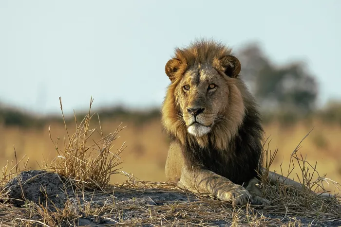 Framed Print : Male Lion lying on a mound in early light, Moremi Game Reserve, Okavango Delta, Botswana Framed Print : Male Lion lying on a mound in early light, Moremi Game Reserve, Okavango Delta, Botswana