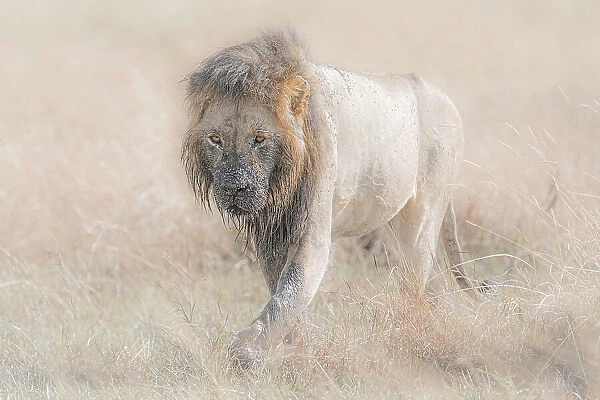 Male lion in the Maasai Mara, Kenya