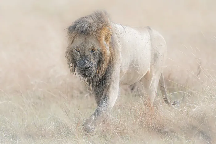 Framed Print : Male lion in the Maasai Mara, Kenya Framed Print : Male lion in the Maasai Mara, Kenya