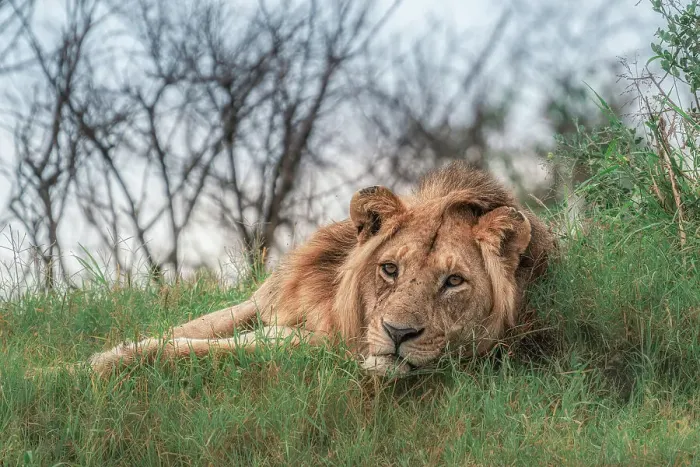 Framed Print : Male lion in the Maasai Mara, Kenya Framed Print : Male lion in the Maasai Mara, Kenya