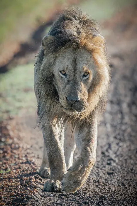 Framed Print : Male lion in the Maasai Mara, Kenya