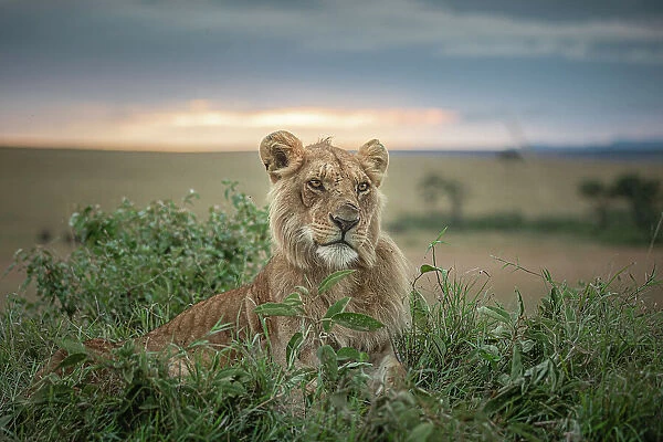 Male lion in the Maasaimara, Kenya