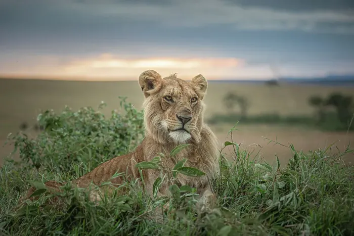 Framed Print : Male lion in the Maasaimara, Kenya Framed Print : Male lion in the Maasaimara, Kenya