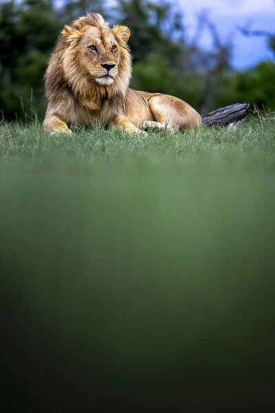 Male Lion, Moremi Game Reserve, Okavango Delta, Botswana