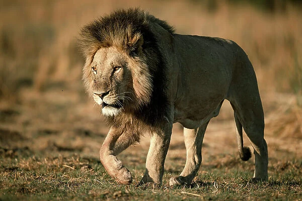 Male Lion on the move, Okavango Delta, Botswana