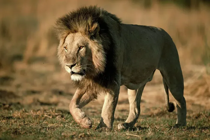 Framed Print : Male Lion on the move, Okavango Delta, Botswana Framed Print : Male Lion on the move, Okavango Delta, Botswana