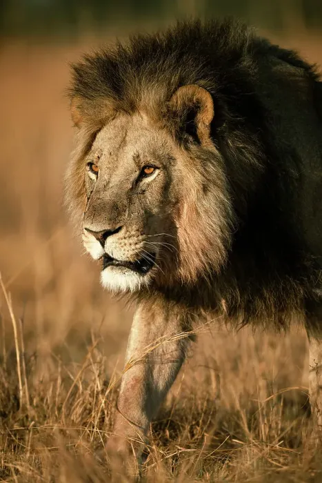 Framed Print : Male Lion on the move, Okavango Delta, Botswana Framed Print : Male Lion on the move, Okavango Delta, Botswana