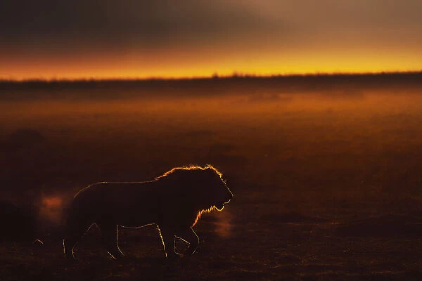 Male lion in the Msaimara at sunrise