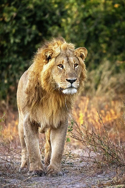 Male Lion, Okavango Delta, Botswana